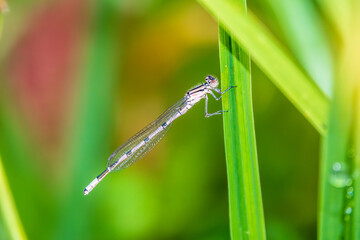 Small dragonfly Enallagma cyathigerum, the common blue damselfly, female. on a blade of grass