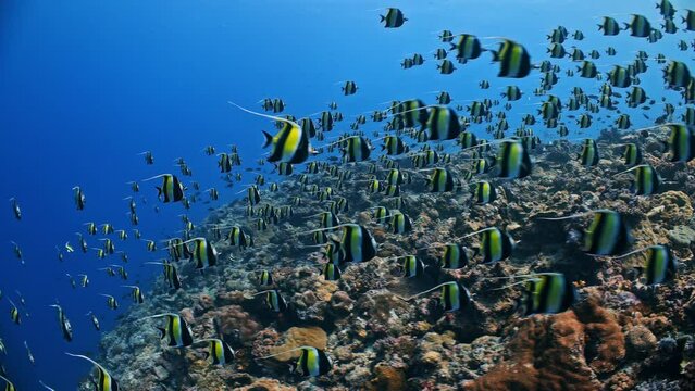 Panning tracking underwater shot of large spawning aggregation of Moorish Idols streaming over a reef