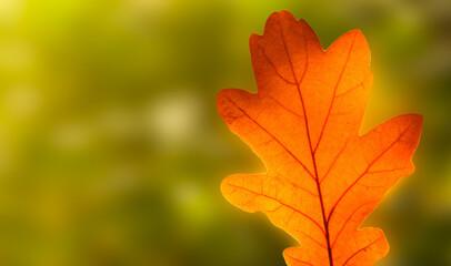 oak leaf macro, autumn background