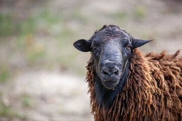 Fototapeta premium Brown adult female sheep ewe.