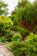 shrubs and dwarf trees in the landscape design of the yard.