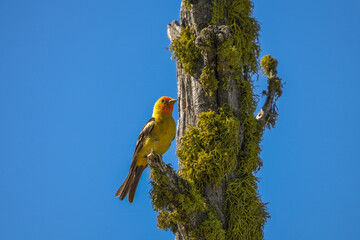 A Western Tanager perched on a lichen-covered tree.