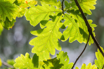 Green oak leaves on a natural blurred background.