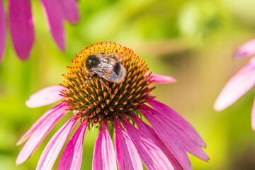 A closeup shot of a bee collecting pollen on a purple echinacea flower