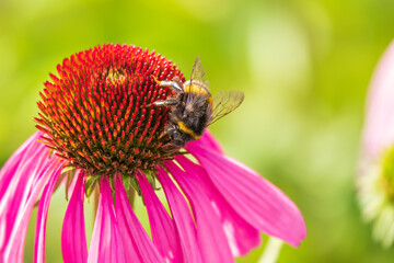 A closeup shot of a bee collecting pollen on a purple echinacea flower