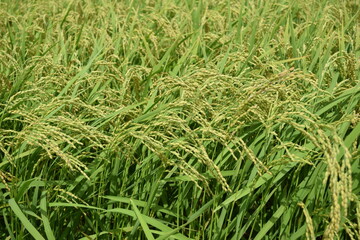 稔り始めた稲穂 山形庄内米