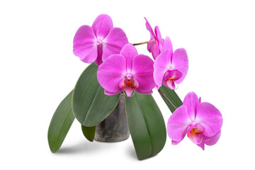 Beautiful tropical purple phalaenopsis, orchid flower with green leaves in pot isolated on white,...