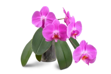 Foto op Canvas Beautiful tropical purple phalaenopsis, orchid flower with green leaves in pot isolated on white, transparent background, PNG. Floral, garden, hobby, home plants care. © katyamaximenko