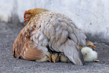 chicken mom with his baby chicks under her body from puerto rico