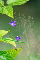 flowers in the morning meadow © lukaszz80