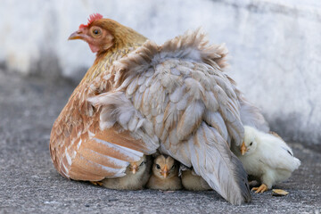 chicken mom with his baby chicks under her body from puerto rico