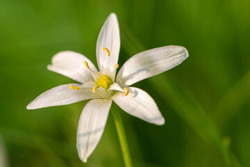 white flower