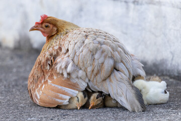 chicken mom with his baby chicks under her body from puerto rico