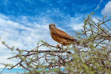 A rock kestrel in etosho namibia