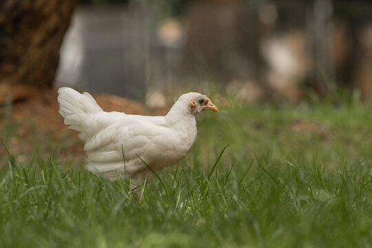 White young chicken side body portrait on green field from a park in puerto rico