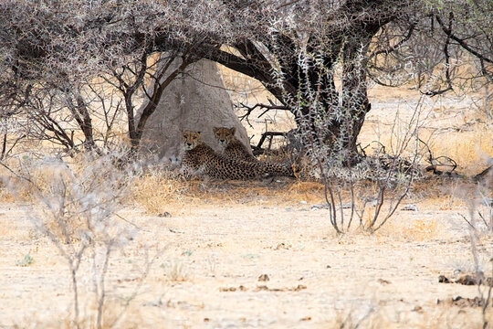 Cheetahs at etosha national park namibia