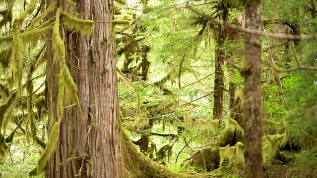 Temperate Rainforest in Alaska