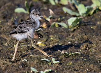 Black Necked Stilt Juvenile Walking