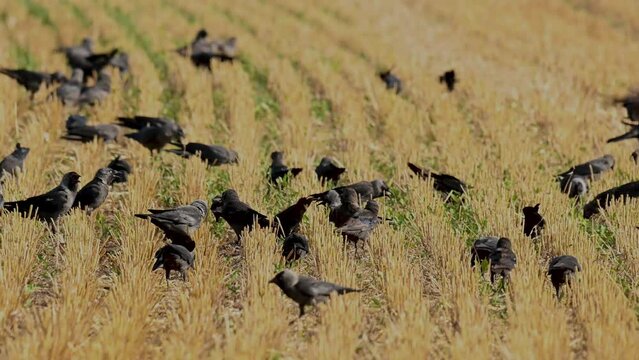 Rook corvus frugilegus. Birds feed on a mown field.