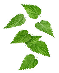 Falling Nettle isolated on white background, full depth of field