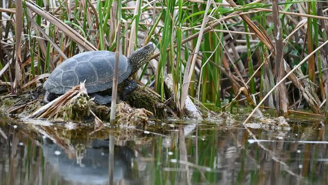 European bog turtle Emys orbicularis. The turtle is resting basking in the sun.