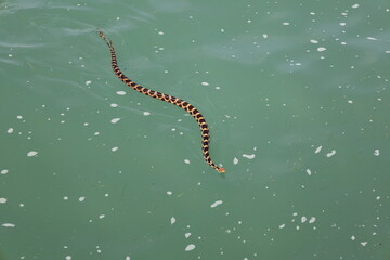 Snake swimming to shore in the river