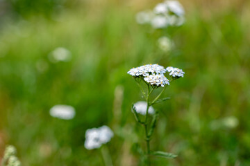 biały kwiat w zbliżeniu na tle zieleni obszarów miejskich pory letniej zachodniej polski