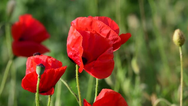 Field of poppies in the wild. Blooming poppy close up.