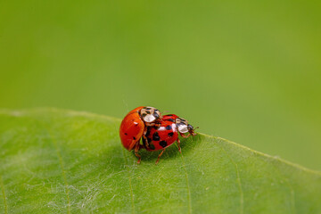 Harmonia axyridis mate on wild plant leaves