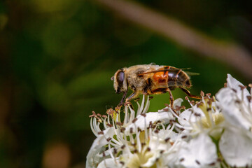 syrphid Sucking nectar on flowers