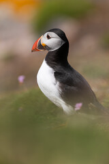 Frailecillo (Fratercula Arctica), acantilados de la isla Great Saltee, Irlanda del Sur