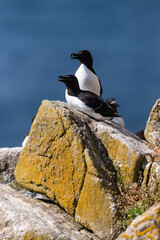 Alcas comunes (Alca torda), acantilados de la isla Great Saltee, Irlanda del Sur