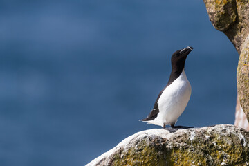 Alca común (Alca torda), acantilados de la isla Great Saltee, Irlanda del Sur