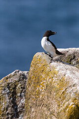 Alca común (Alca torda), acantilados de la isla Great Saltee, Irlanda del Sur