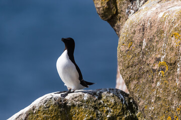 Fototapeta premium Alca común (Alca torda), acantilados de la isla Great Saltee, Irlanda del Sur