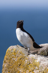 Alca común (Alca torda), acantilados de la isla Great Saltee, Irlanda del Sur