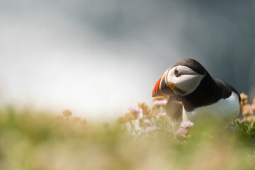 Frailecillo (Fratercula Arctica), acantilados de la isla Great Saltee, Irlanda del Sur