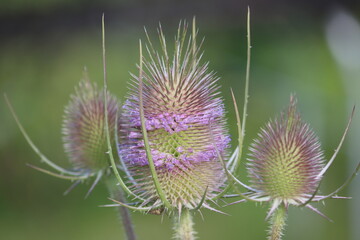 Sweden. Dipsacus fullonum, syn. Dipsacus sylvestris, is a species of flowering plant known by the common names wild teasel or fuller's teasel.