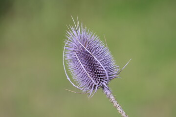 Sweden. Dipsacus fullonum, syn. Dipsacus sylvestris, is a species of flowering plant known by the...