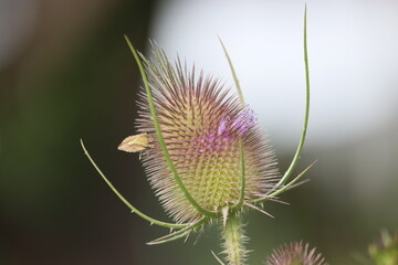 Sweden. Dipsacus fullonum, syn. Dipsacus sylvestris, is a species of flowering plant known by the...