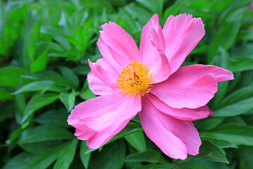 Beautiful peony flowers in the garden