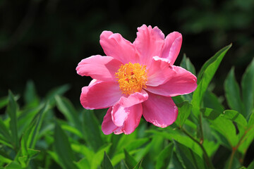 Beautiful peony flowers in the garden