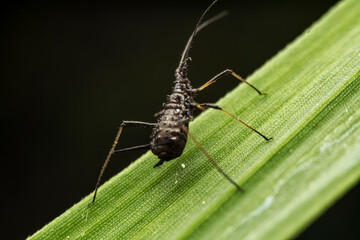 aphid inhabit the leaves of wild plants