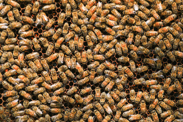 The bees in the hive are in a Apiary