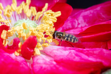 syrphid Sucking nectar on flowers