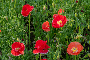 Beautiful corn poppy Flowers in the Garden