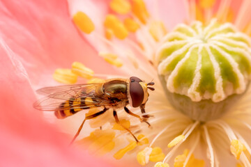 syrphid Sucking nectar on flowers