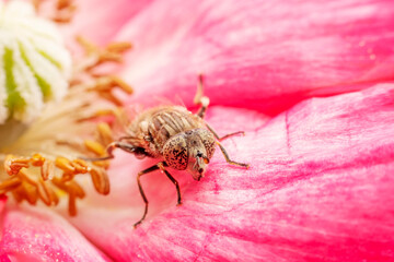 syrphid Sucking nectar on flowers