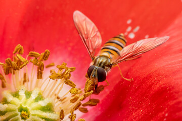 syrphid Sucking nectar on flowers