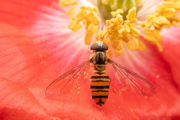 syrphid Sucking nectar on flowers